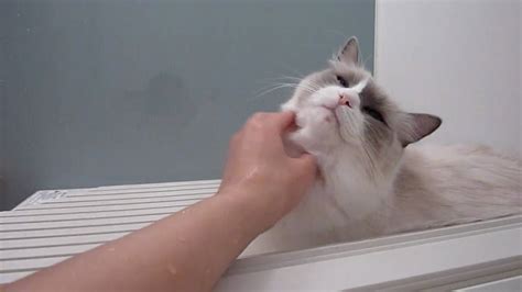 猫と一緒にお風呂♪ cat please do not touch by a wet hand youtube