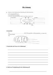 biologie arbeitsmaterialien atmung teachersde