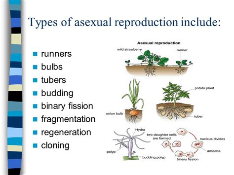 ️ different forms of asexual reproduction overview of