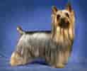 Billedresultat for Silky Terrier. størrelse: 123 x 100. Kilde: www.britannica.com