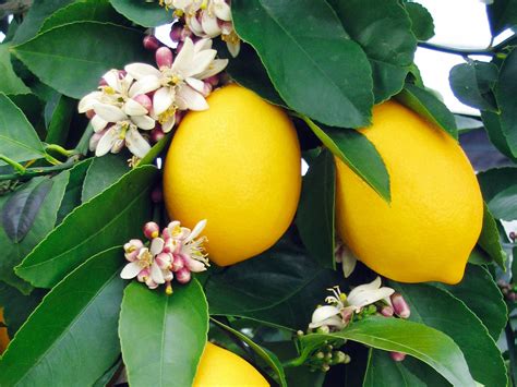 grow  eureka lemon tree