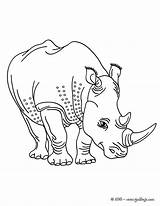 Rhino Rinoceronte Ausmalen Rhinoceros Nashorn Hellokids Designlooter Horned Drucken sketch template
