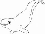 Beluga Coloriage Animals 1055 Coloring Imprimer 1049 Para Colorear Kb Printable Pages Printablefreecoloring sketch template