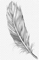 Feather Drawing Sketch Bird Line Transparent Kisspng sketch template