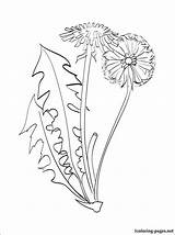 Dandelion Coloring Pages Outline Color Drawing Flowers Flower Visit Choose Board 44kb 750px sketch template