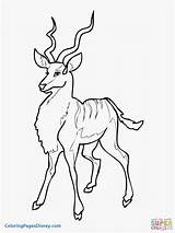 Coloring Antelope Kudu Pages Getcolorings Getdrawings sketch template