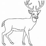 Coloring Pages Buck Deer Whitetail Doe Color Outline Printable Drawing Kids Hunting Getcolorings Template Realistic Print Drawings Paper 600px 53kb sketch template