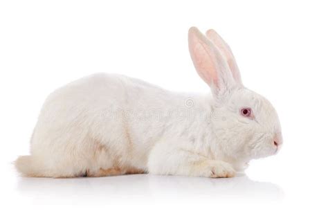coelho branco  olhos vermelhos foto de stock imagem de pequeno animal