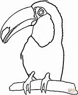 Toucan Coloring Toco Printable Craft Printablee Party 910px 62kb Via Clipartmag Clipart Outline Rainforest sketch template