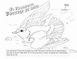 Plover Snowy Birdscaribbean sketch template