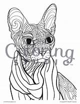Sphinx Hairless sketch template