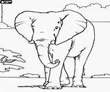 Elefante Sabana Elefantes Elephants Printable Savanna Africanos sketch template
