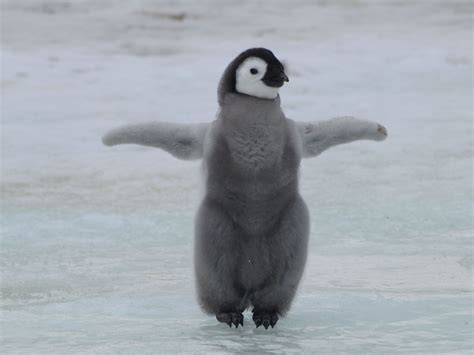 pinguin