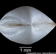 Image result for "thyasira Gouldi". Size: 192 x 185. Source: naturalhistory.museumwales.ac.uk