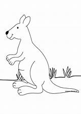 Kangaroo Coloring Thedrawbot Zoo Pages Draw Australia Animals Drawings sketch template