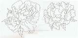 Peony Drawing Paintingvalley Drawings sketch template