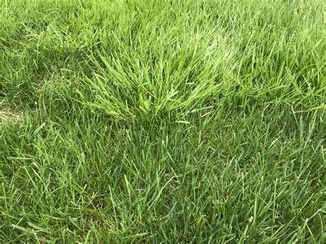 poa trivialis lawn care forum