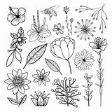 Drawn Flower Hand Collection Vector sketch template