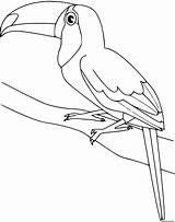 Coloriage Toucan Oiseau Dessin Imprimer Imprimé sketch template