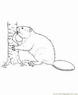 Beaver Coloring Pages Tree Printable Cutting Down Animals Animal Honkingdonkey Wild Drawing Sheets Kids Sheet Colouring Drawings Print Choose Board sketch template