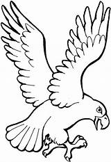 Adler Eagle Ausmalbilder Malvorlagen Ausmalbild Ausmalen Colorat Vultur Stuerzt Runter Vogel Ausdrucken Zeichnung Zeichnen Vorlagen Planse Vorlage Fise Imagini Bird sketch template