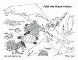 Animals Habitat Biome sketch template