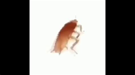 dancing cockroach youtube