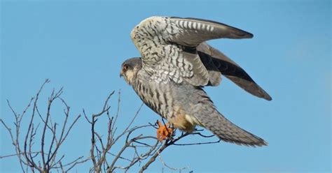 arrival  tagged amur falcon cheers  nagaland wildlife activists