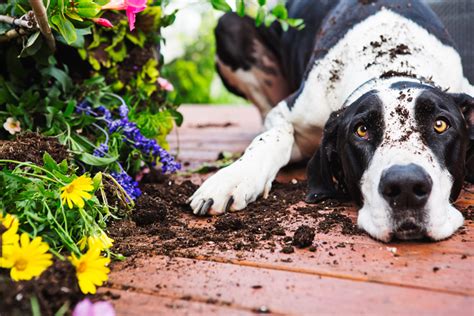 ways   dogs   flower beds bizzimummy