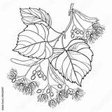 Linden Tilia Outline Flower Leaf Vector Branch Isolated Bunch Contour Bract Basswood Ornate Fruit Coloring Summer Background Book Style Contents sketch template