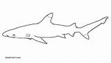 Shark Blacktip Coloring Drawing Shallow Swim Considered Aggressive Isn Likes Water But sketch template