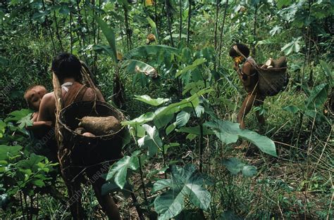 Yanomami Indians Stock Image C006 4727 Science Photo Library