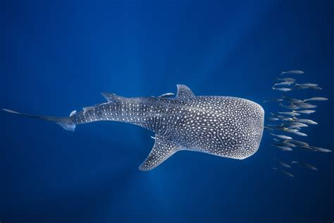 animal whale shark hd wallpaper