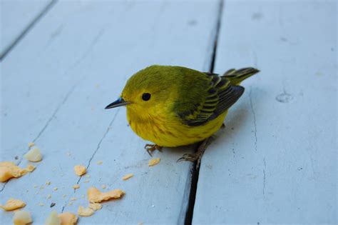 cute  yellow bird flew   window  knocked  stupid   minutes