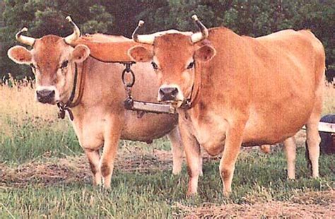 oxen google search outstanding oxen pinterest cattle  animal