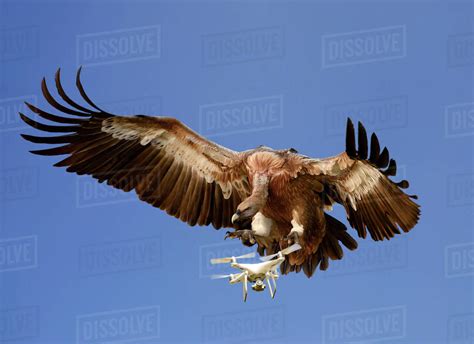 nature  technology concept eagle attacking airborne drone  blue sky digitally