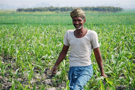 farmer  work  maize field  bihar india  farmer  flickr