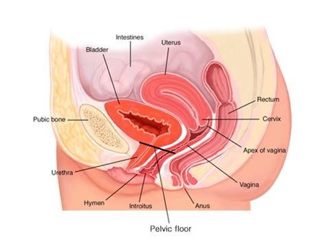 pelvic floor physical therapist shares her take on the