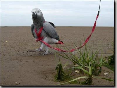 buy  aviator bird harness   parrot