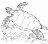Turtle Sea Green Drawing Reptiles Turtles Leatherback Coloring Pages Getdrawings sketch template