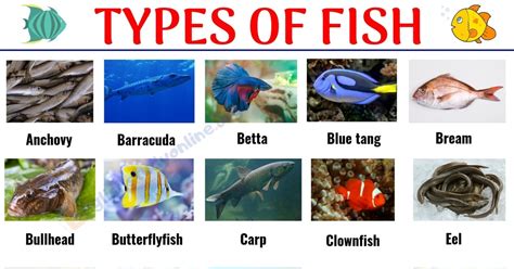 interesting list   types  fish  pictures  english english