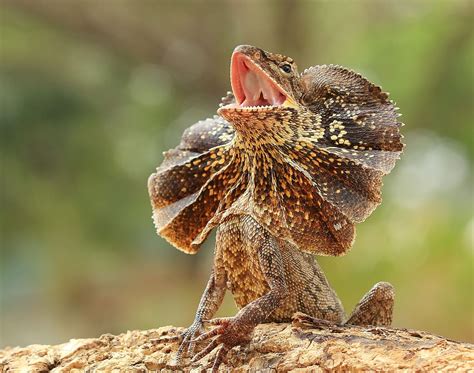 frilled neck lizard px lizard frilled lizard australian