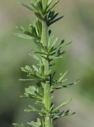 Afbeeldingsresultaten voor "vogtia Pentacantha". Grootte: 138 x 185. Bron: florealpes.com