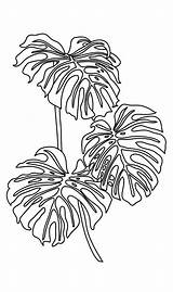 Line Monstera Printable Print Etsy Drawing Botanical Plant Wall Minimal Pattern Lineart Drawings Minimalist Choose Board Digital піна походження sketch template
