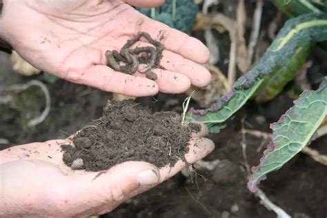 grow soil organic matter soils  life