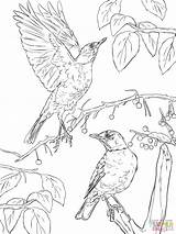 Coloring Pages Robins American Two Thrush Printable Print Drawing sketch template