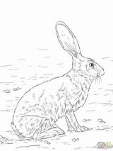 Coloring Rabbit Jack Jackrabbit Drawing Tailed Hare Pages Arctic Hares Getdrawings Book Animal Drawings Printable Choose Board Categories sketch template