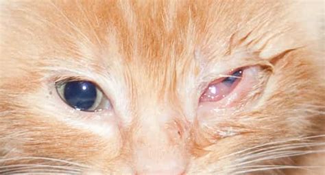 cat eye infection symptoms and treatment catsfud