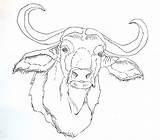 Buffalo Water Coloring Drawing African Ox Carabao Draw Drawings Animals Tattoo Musk Animal Italian Sketch Outline Bills Bison Hand Getdrawings sketch template
