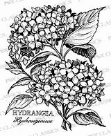 Hydrangeas Psx Hydrangea Classics sketch template